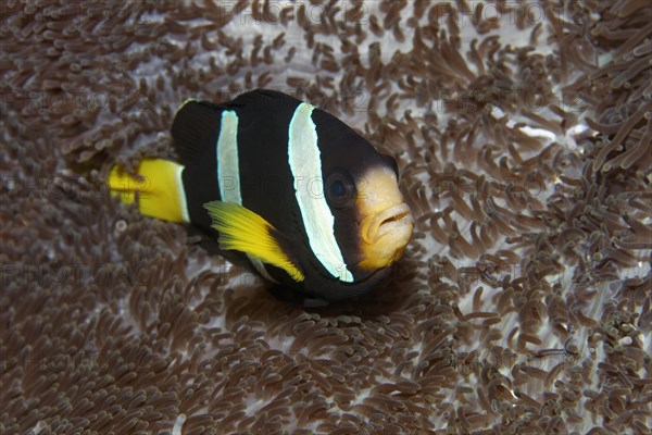 Clark's Anemonefish or Yellowtail Clownfish (Amphiprion clarkii) at a Merten's Carpet Anemone (Stichodactyla mertensii)