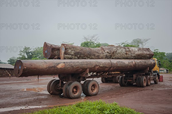 Tropical timber on a truck