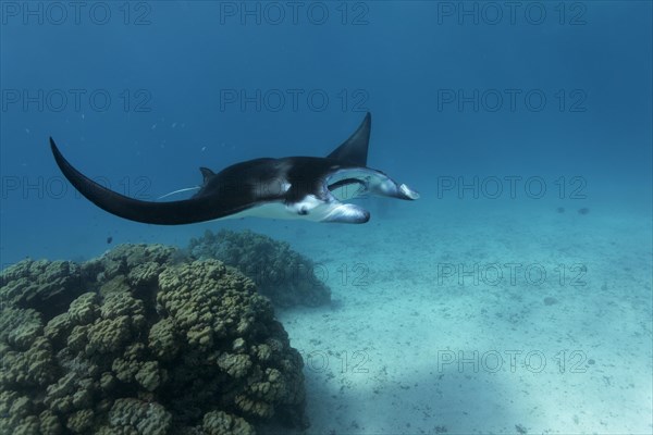 Reef Manta Ray (Manta alfredi) at coral block with cleaner fish station