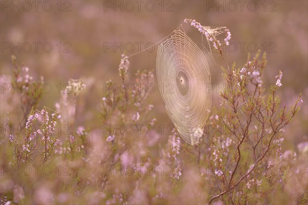 An orb-weaver spider web in heath