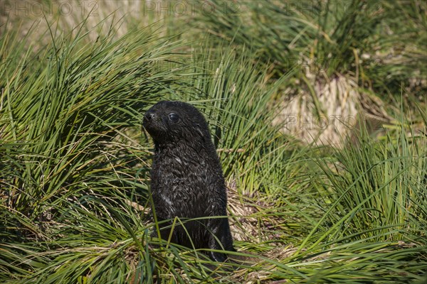 Antarctic Fur Seal (Arctocephalus gazella)