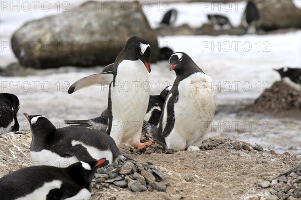 Gentoo Penguins (Pygoscelis papua)