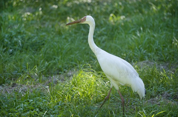 Siberian Crane