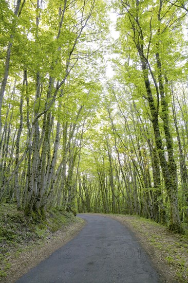 Small country road leading through a lush forest