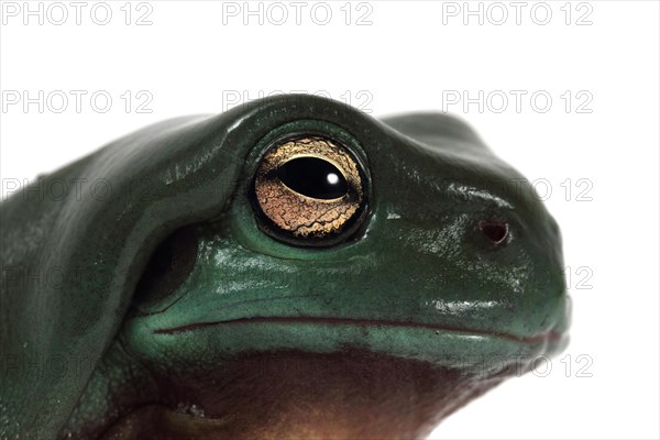 Dainty Green Tree Frog (Litoria gracilenta)
