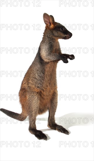 Swamp Wallaby (Wallabia bicolor)