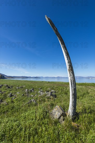 Whale Bone Alley