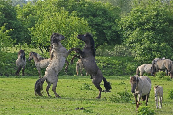 Koniks in the Oostvaardersplassen nature reserve