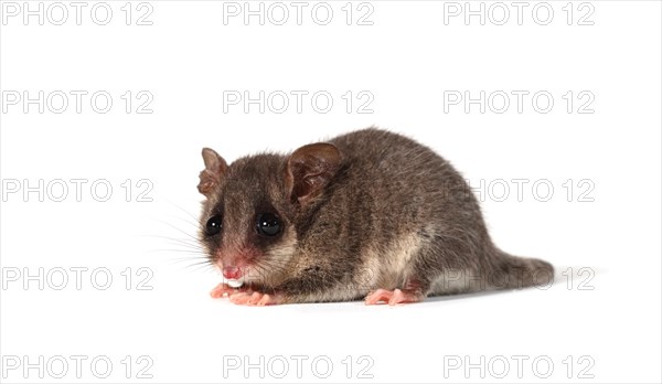 Eastern Pygmy Possum (Cercartetus nanus)