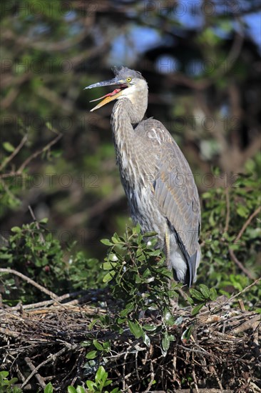 Great Blue Heron (Ardea herodias)