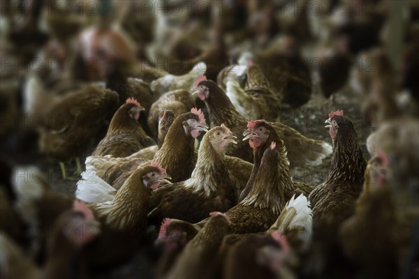 Chickens on a poultry farm