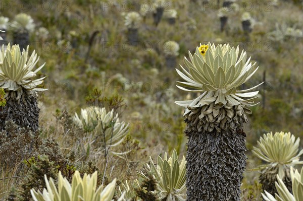 Frailejon or Fraylejon (Espeletia pycnophylla) plants in the paramo landscape