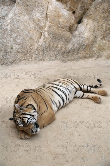 Tiger Temple or Wat Pa Luangta Bua