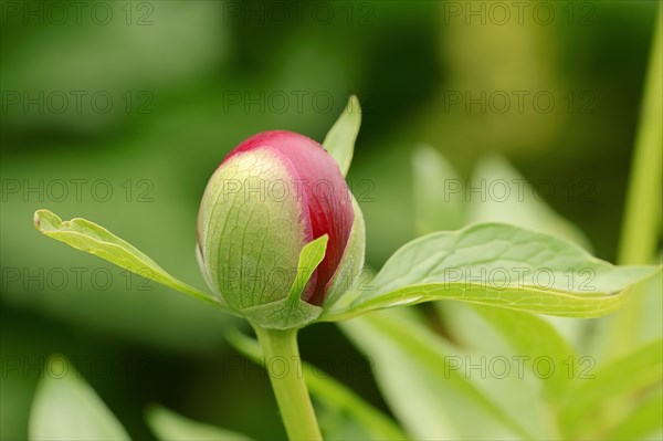 Chinese peony (Paeonia lactiflora)