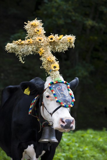 Decorated cow