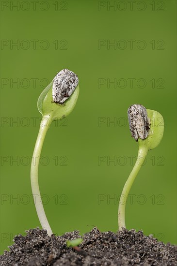 Sunflower (Helianthus annuus) seedlings