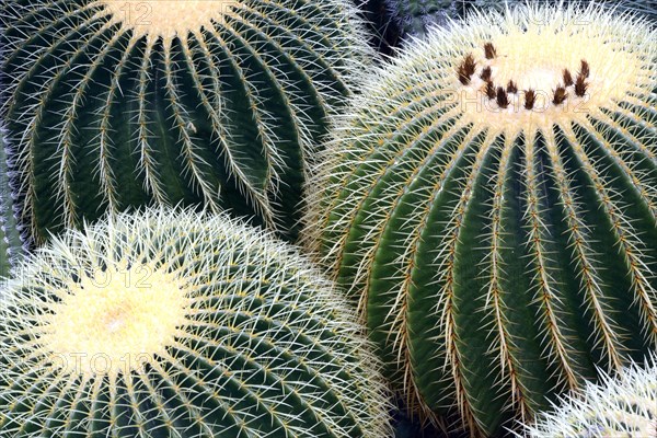 Golden Barrel Cactus or Mother-in-Law's Cushion (Echinocactus grusonii)