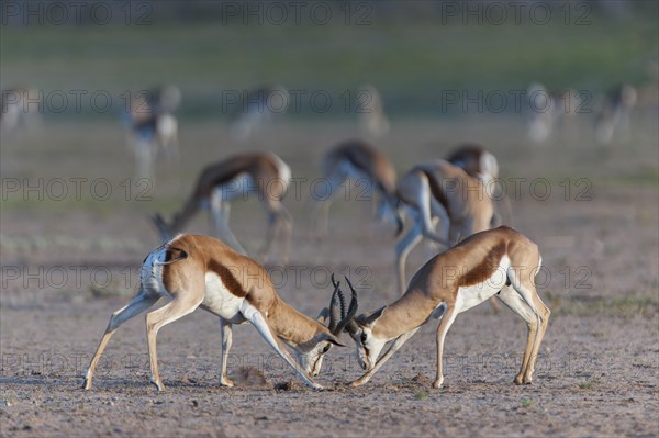 Male Springboks (Antidorcas marsupialis) fighting for dominance and social rank in the herd