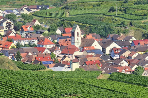 View of the vineyards and 0berbergen