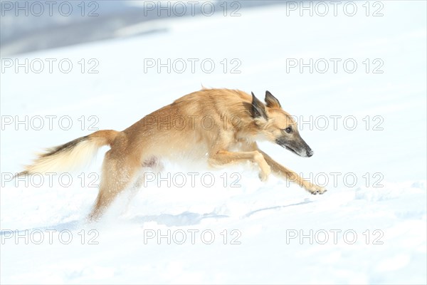 Longhaired Whippet or Silken Windsprite