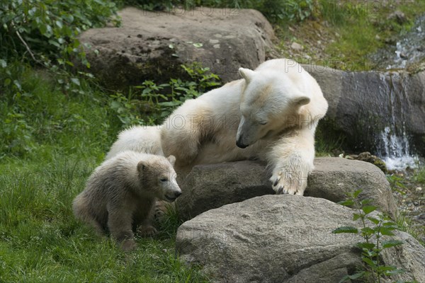 Polar Bears (Ursus maritimus) female Giovanna playing with her cubs Nela and Nobby