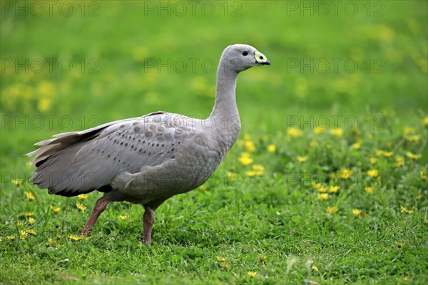 Cape Barren goose (Cereopsis novaehollandiae)