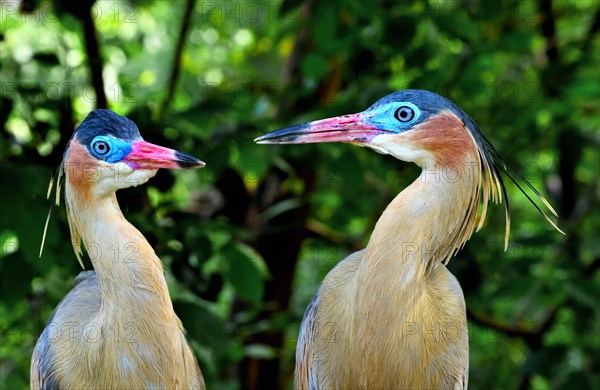 Whistling Herons (Syrigma sibilatrix sibilatrix)