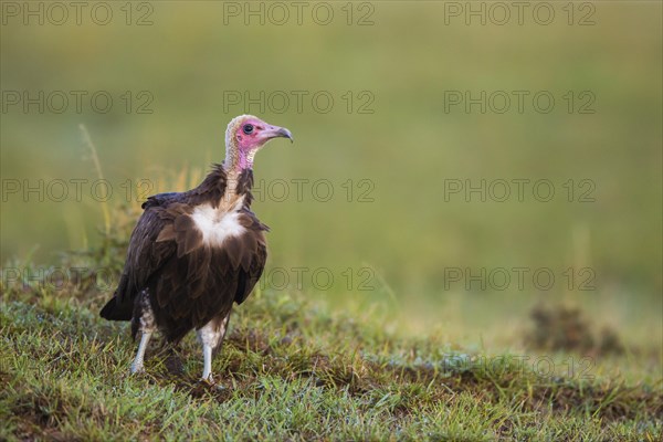 Hooded Vulture (Necrosyrtes monachus)