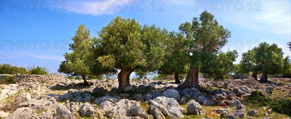 Ancient Olive trees (Olea europaea)