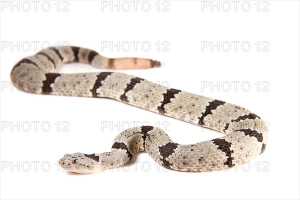 Rock Rattlesnake (Crotalus lepidus)