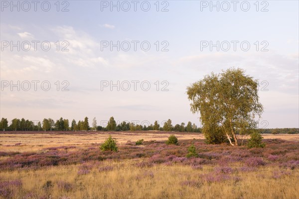 Open heath with birch (Betula sp.)