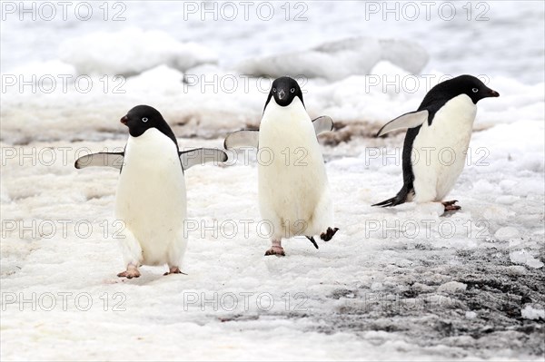 Adelie Penguins (Pygoscelis adeliae)