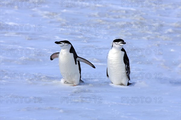 Chinstrap penguins (Pygoscelis antarctica) pair