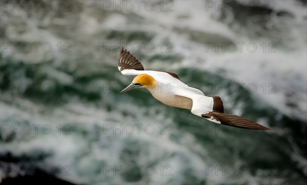 Australasian Gannet (Morus serrator) in flight