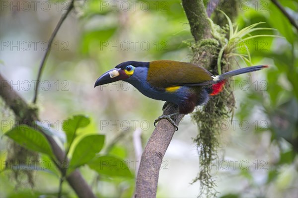 Plate-billed Mountain Toucan (Andigena laminirostris)