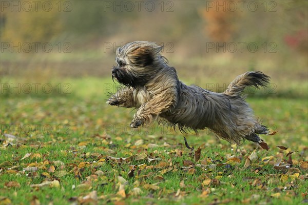 Lhasa Apso running