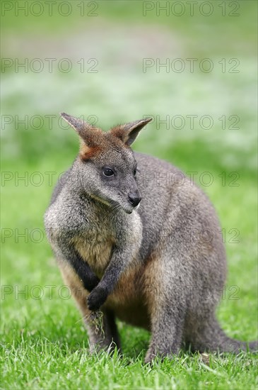 Swamp Wallaby (Wallabia bicolor)