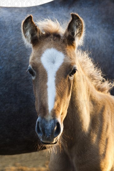 Lusitano horse