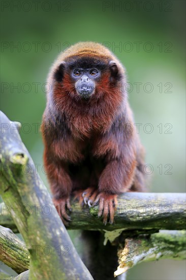 Red-bellied Titi (Callicebus moloch)