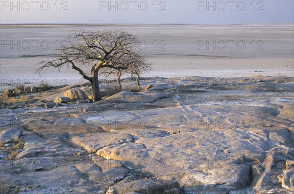 Baobab Trees (Adansonia digitata) on Kubu Island amidst the Makgadikgadi Pan