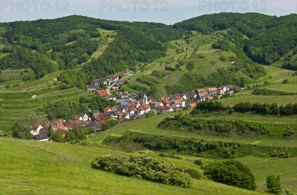 View from Mt Badberg of the village of Schelingen