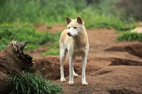 Dingo (Canis familiaris dingo)