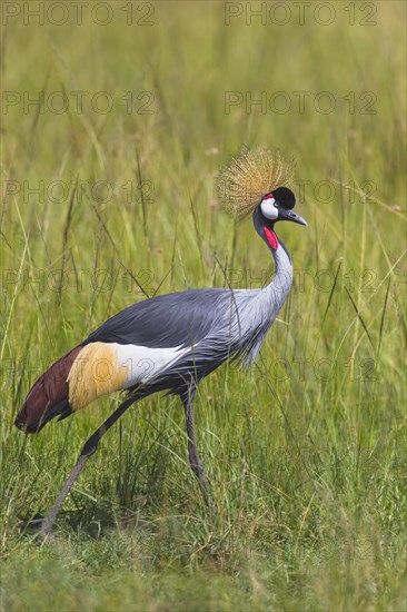 Grey crowned crane (Balearica regulorum) walking in tall grass