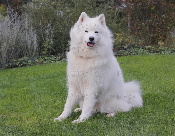 Samoyed dog sitting on grass