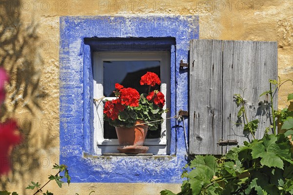 Small window with flowering Geraniums (Pelargonium Zonal Hybrid) on the Hackerhaus building