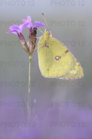 Pale Clouded Yellow (Colias hyale)