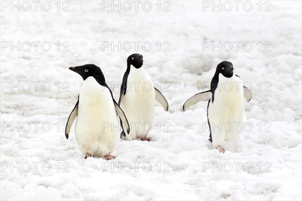 Three Adelie Penguins (Pygoscelis adeliae)