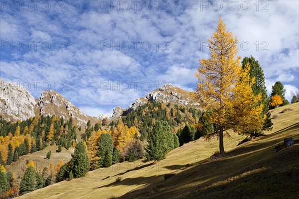 Landscape at Gampenwiesen meadows