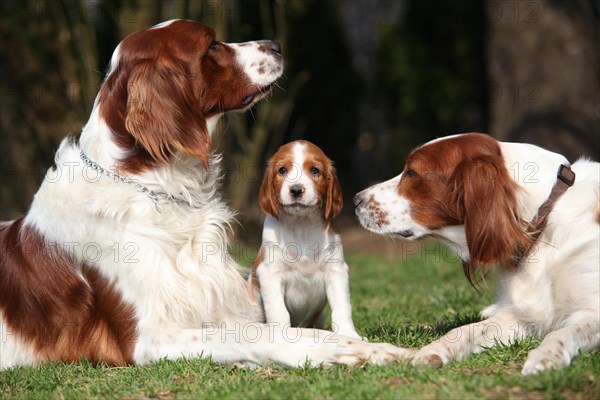 Irish Red and White Setter