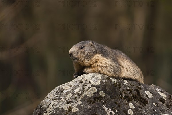 Alpine Marmot (Marmota marmota)